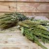 Amaranthus green - Afbeelding 3