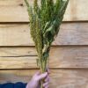 Amaranthus green - Afbeelding 4