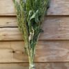 Amaranthus green - Afbeelding 2