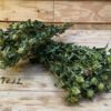 Bidens(Carthamus) green - Afbeelding 6