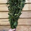 Bidens(Carthamus) green - Afbeelding 4