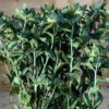 Bidens(Carthamus) green - Afbeelding 3