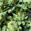 Bidens(Carthamus) green - Afbeelding 5