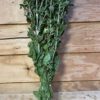 Bidens(Carthamus) green - Afbeelding 2
