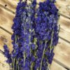 Delphinium natural blue *BULK* - Afbeelding 5