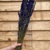 Delphinium natural blue *BULK* - Afbeelding 4