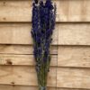 Delphinium natural blue *BULK* - Afbeelding 3