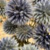 Echinops naturel - Afbeelding 6