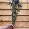 Echinops naturel - Afbeelding 4