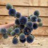 Echinops naturel - Afbeelding 5