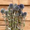 Echinops naturel - Afbeelding 3