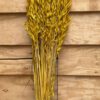 Haver (avena) yellow - Afbeelding 2