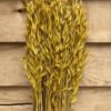 Haver (avena) yellow - Afbeelding 4