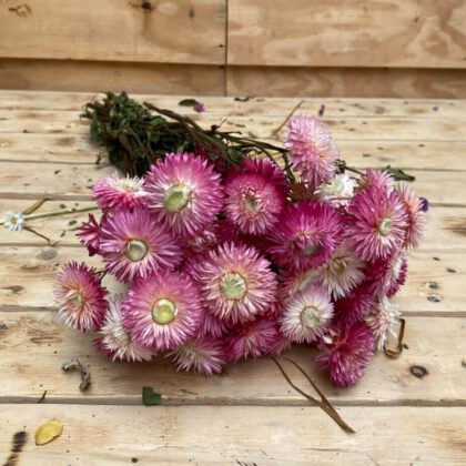 Helichrysum pink