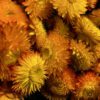 Helichrysum natural orange *BULK* - Afbeelding 5
