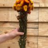 Helichrysum natural orange *BULK* - Afbeelding 4