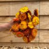 Helichrysum natural orange *BULK* - Afbeelding 3