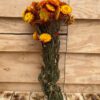 Helichrysum natural orange *BULK* - Afbeelding 2