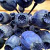 Papaver dark blue - Afbeelding 3
