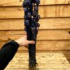 Papaver dark blue - Afbeelding 2
