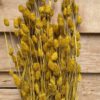 Phalaris yellow - Afbeelding 3