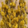 Phalaris yellow - Afbeelding 5