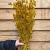 Phalaris yellow - Afbeelding 4