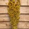 Phalaris yellow - Afbeelding 2