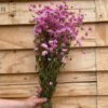 Rhodante naturel pink (rhodanthe) - Afbeelding 3