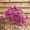 Rhodante naturel pink (rhodanthe) - Afbeelding 4