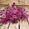 Rhodante naturel pink (rhodanthe) - Afbeelding 2