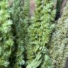 Amaranthus green - Afbeelding 5