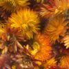 Helichrysum koppen orange 100 gr (gedroogd) - Afbeelding 4