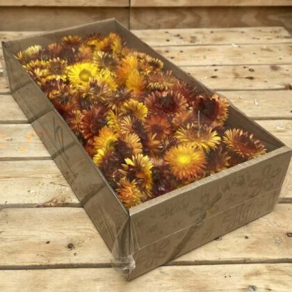 Helichrysum koppen orange 100 gr (gedroogd)