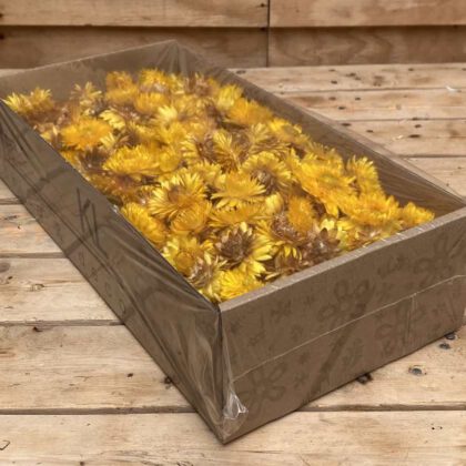 Helichrysum koppen yellow 100 gr (gedroogd)