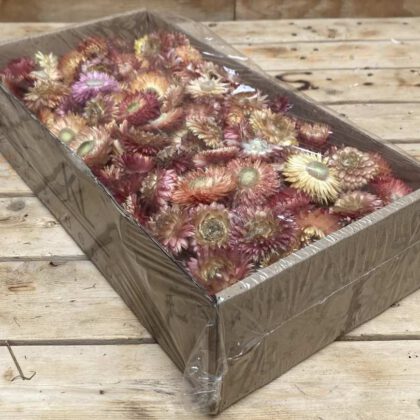 Helichrysum koppen salmon 100 gr (gedroogd)