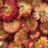 Helichrysum koppen salmon 100 gr (gedroogd) - Afbeelding 3