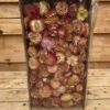 Helichrysum koppen salmon 100 gr (gedroogd) - Afbeelding 2