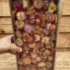 Helichrysum koppen salmon 100 gr (gedroogd) - Afbeelding 4