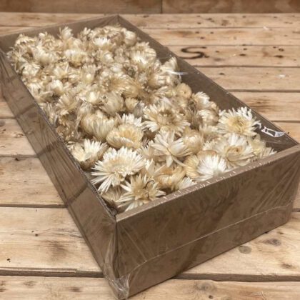 Helichrysum koppen white 100 gr (gedroogd)