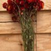 Helichrysum red [droogbloem] - Afbeelding 2
