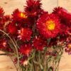 Helichrysum red [droogbloem] - Afbeelding 5