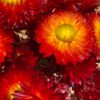 Helichrysum red [droogbloem] - Afbeelding 6