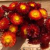 Helichrysum red [droogbloem] - Afbeelding 3