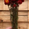 Helichrysum red [droogbloem] - Afbeelding 4