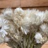Helichrysum vestitum - Afbeelding 3