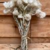 Helichrysum vestitum - Afbeelding 2
