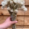 Helichrysum vestitum - Afbeelding 5