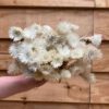 Helichrysum vestitum - Afbeelding 6